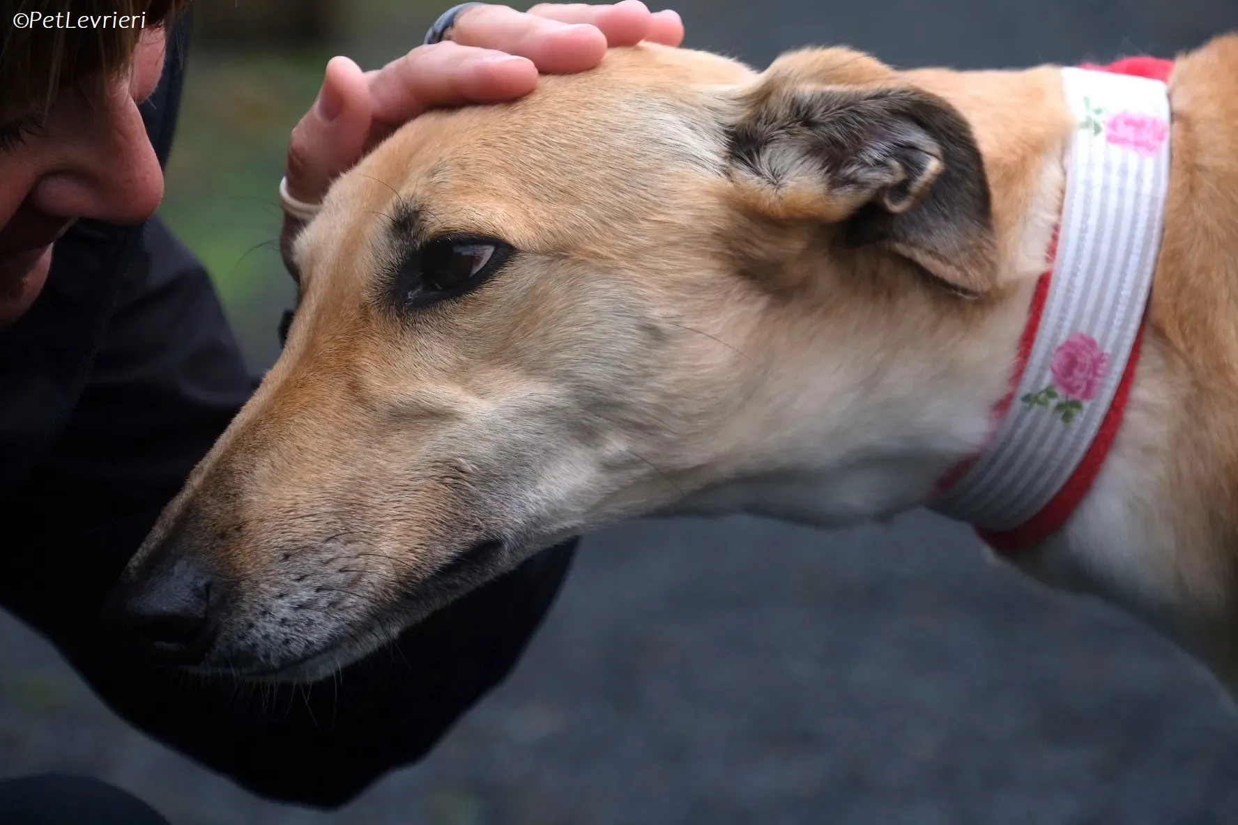 Bella adozione levrieri greyhound 4 1