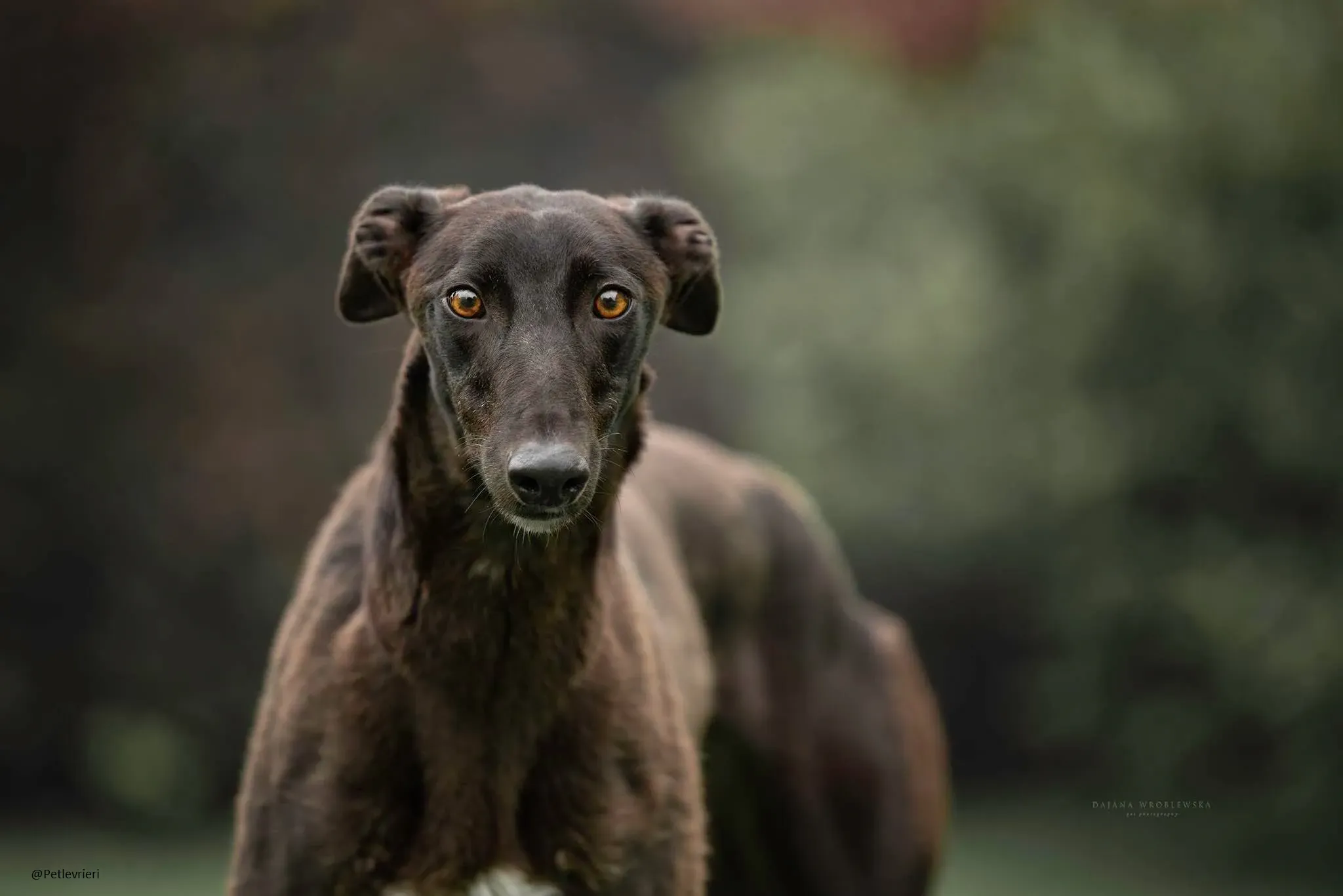 Bella greyhoud adozione petlrvrieri pet 1