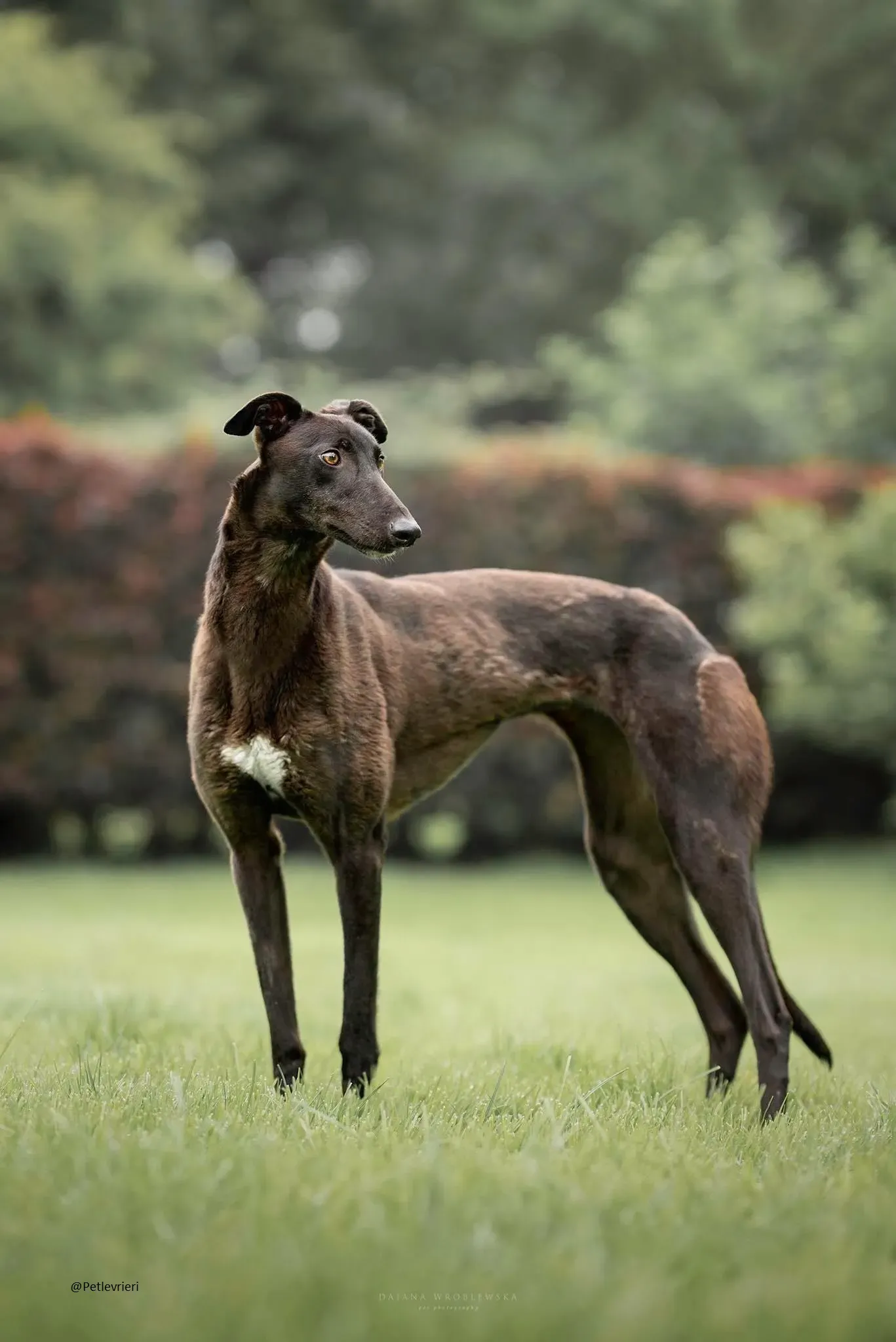 Bella greyhoud adozione petlrvrieri pet 2