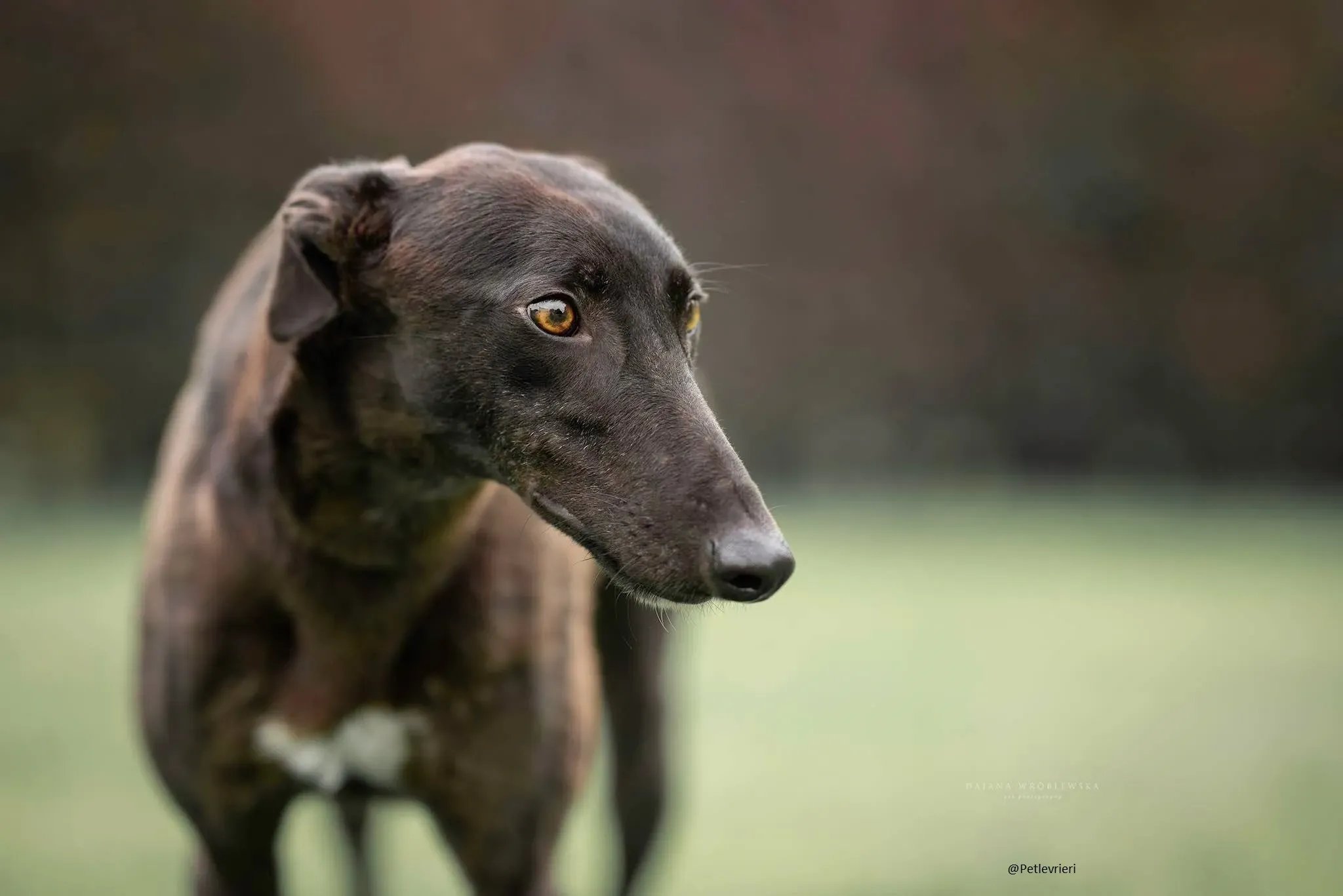 Bella greyhoud adozione petlrvrieri pet 3