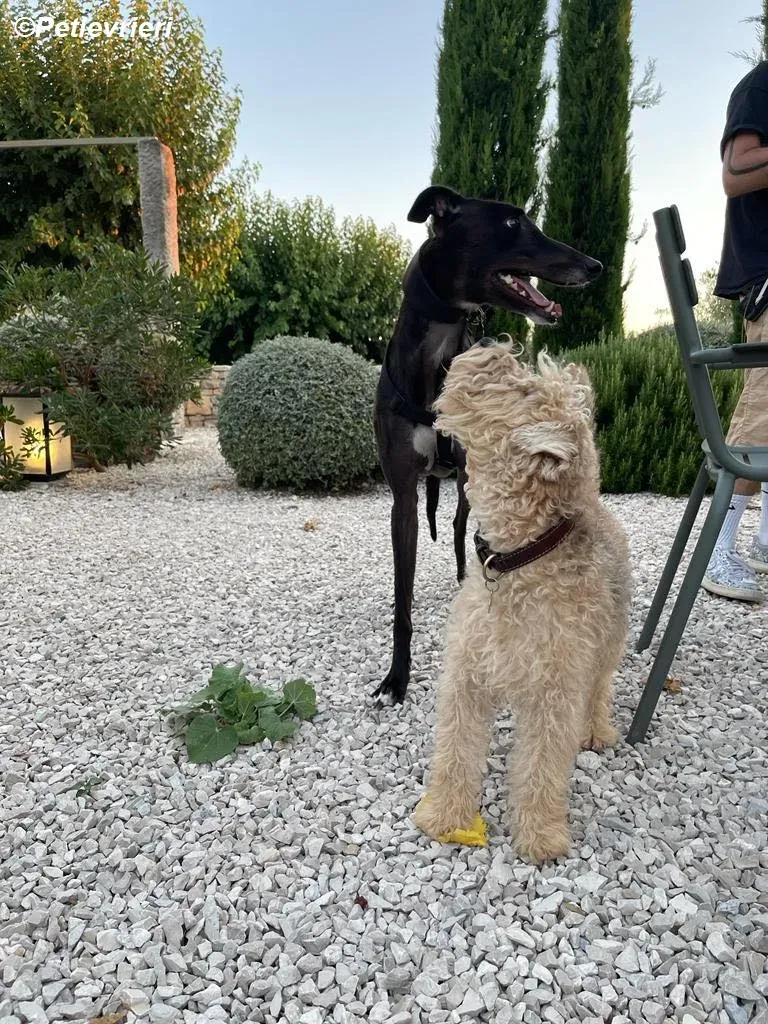 Belle adozione levrieri greyhound 3