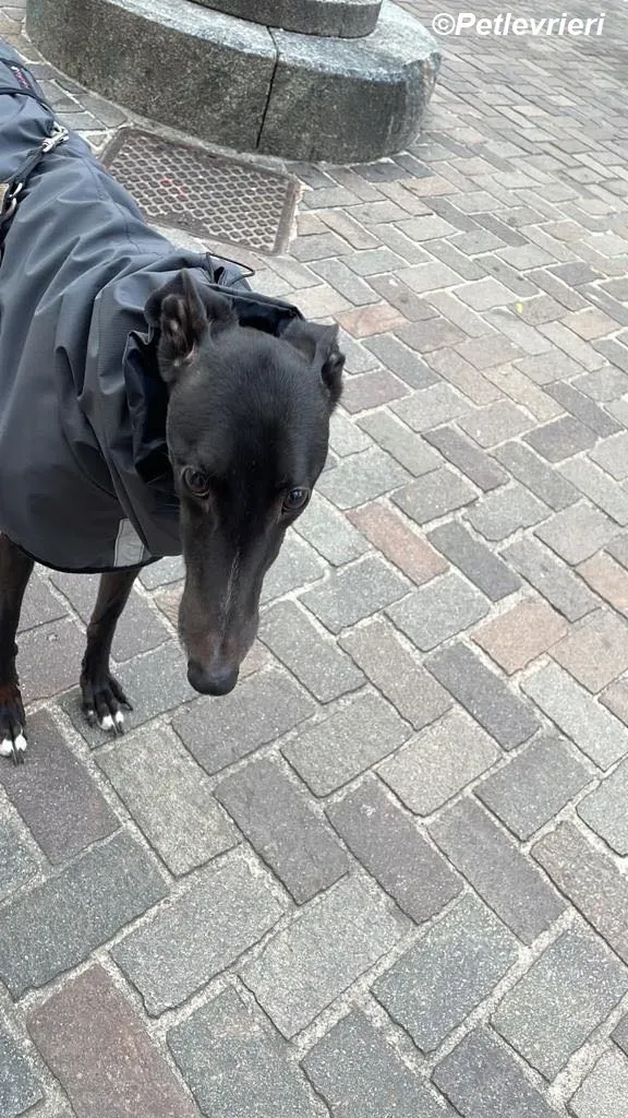 Belle adozione levrieri greyhound 9