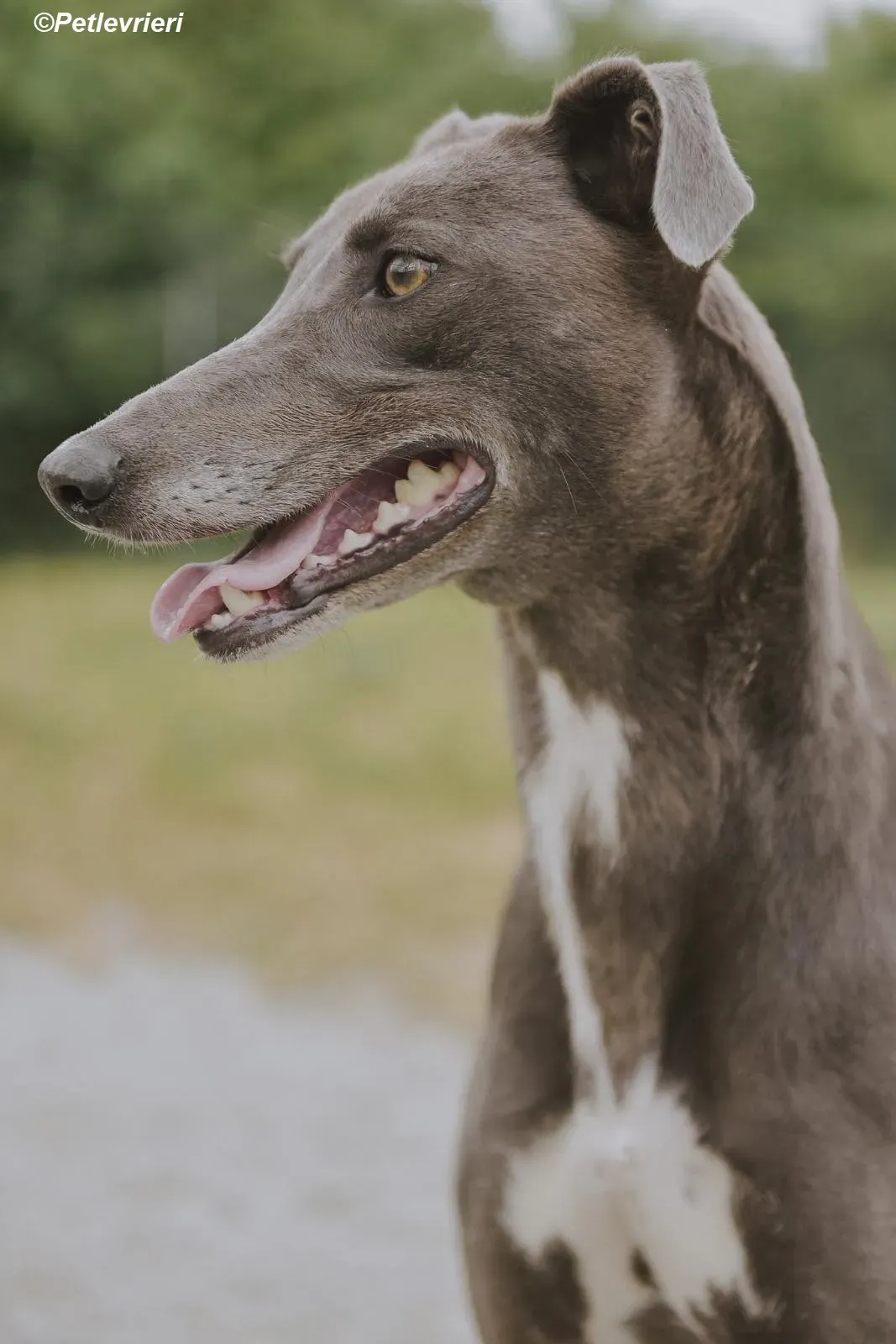 Belle adozione levrieri greyhound 11