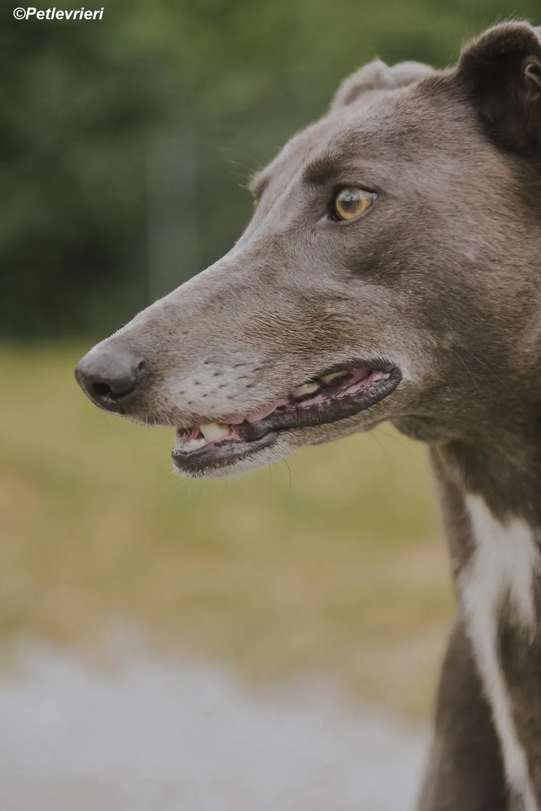 Belle adozione levrieri greyhound 12