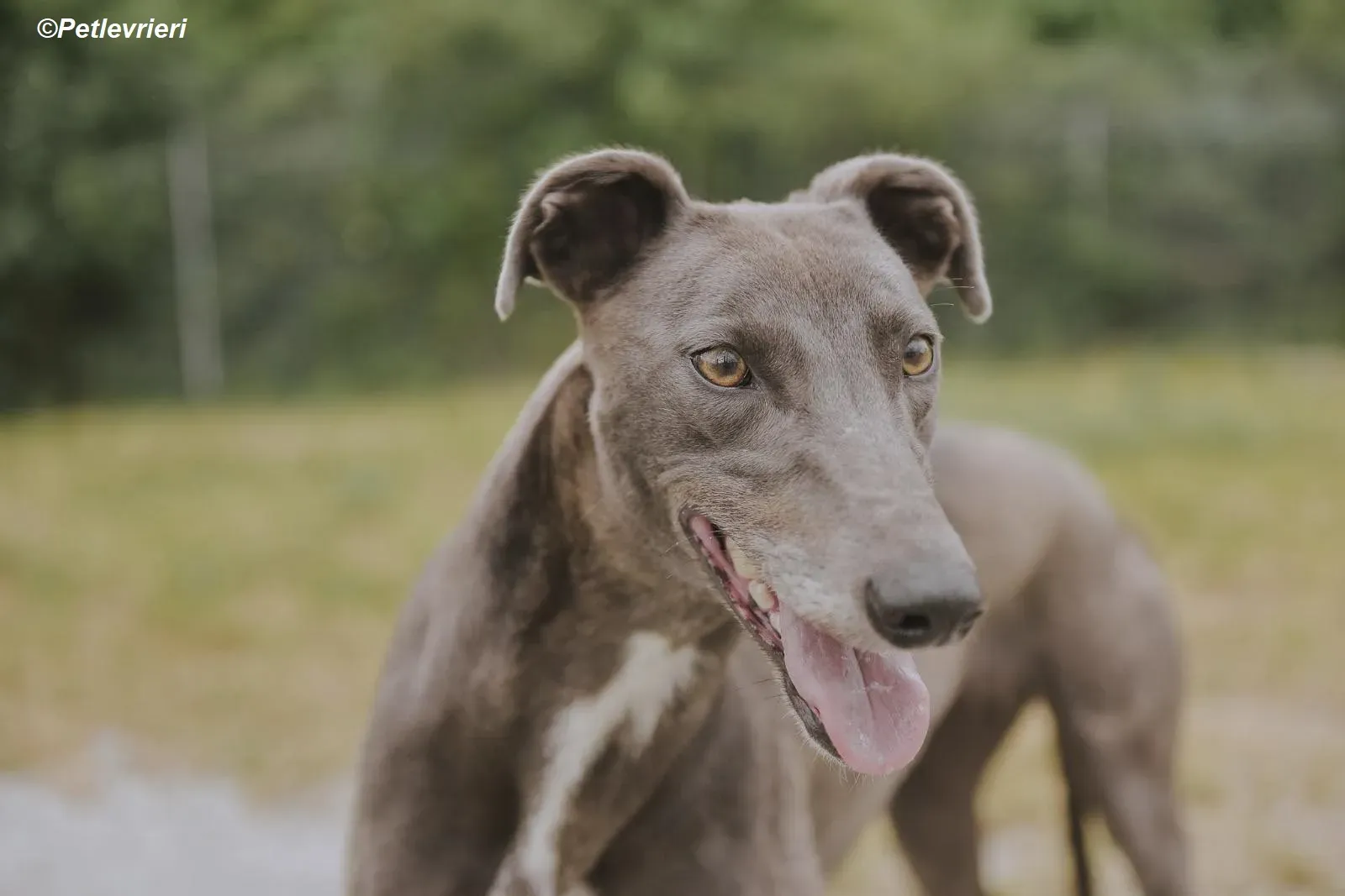 Belle adozione levrieri greyhound 13