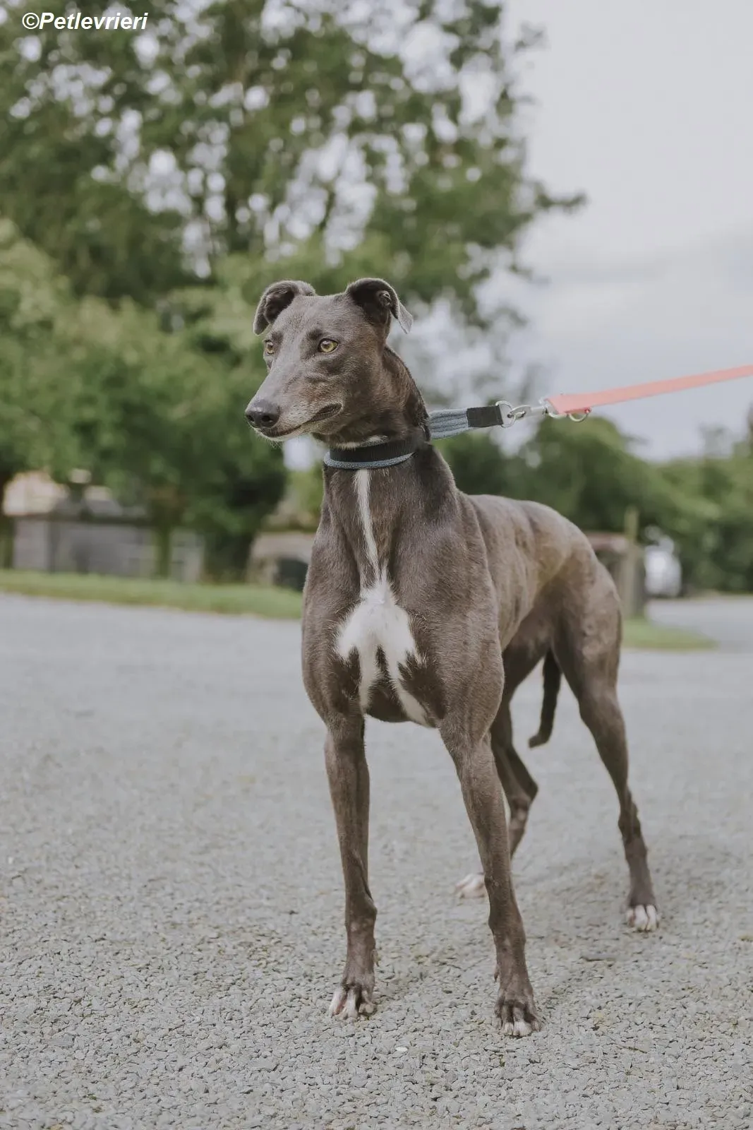 Belle adozione levrieri greyhound 14