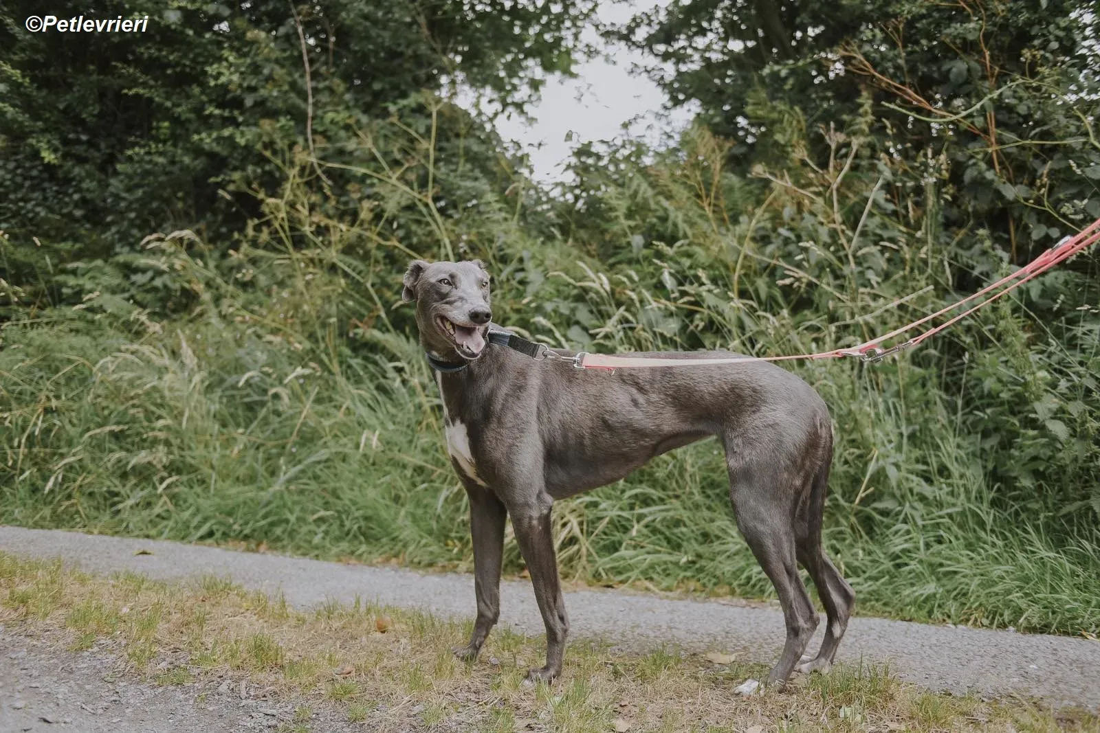 Belle adozione levrieri greyhound 15