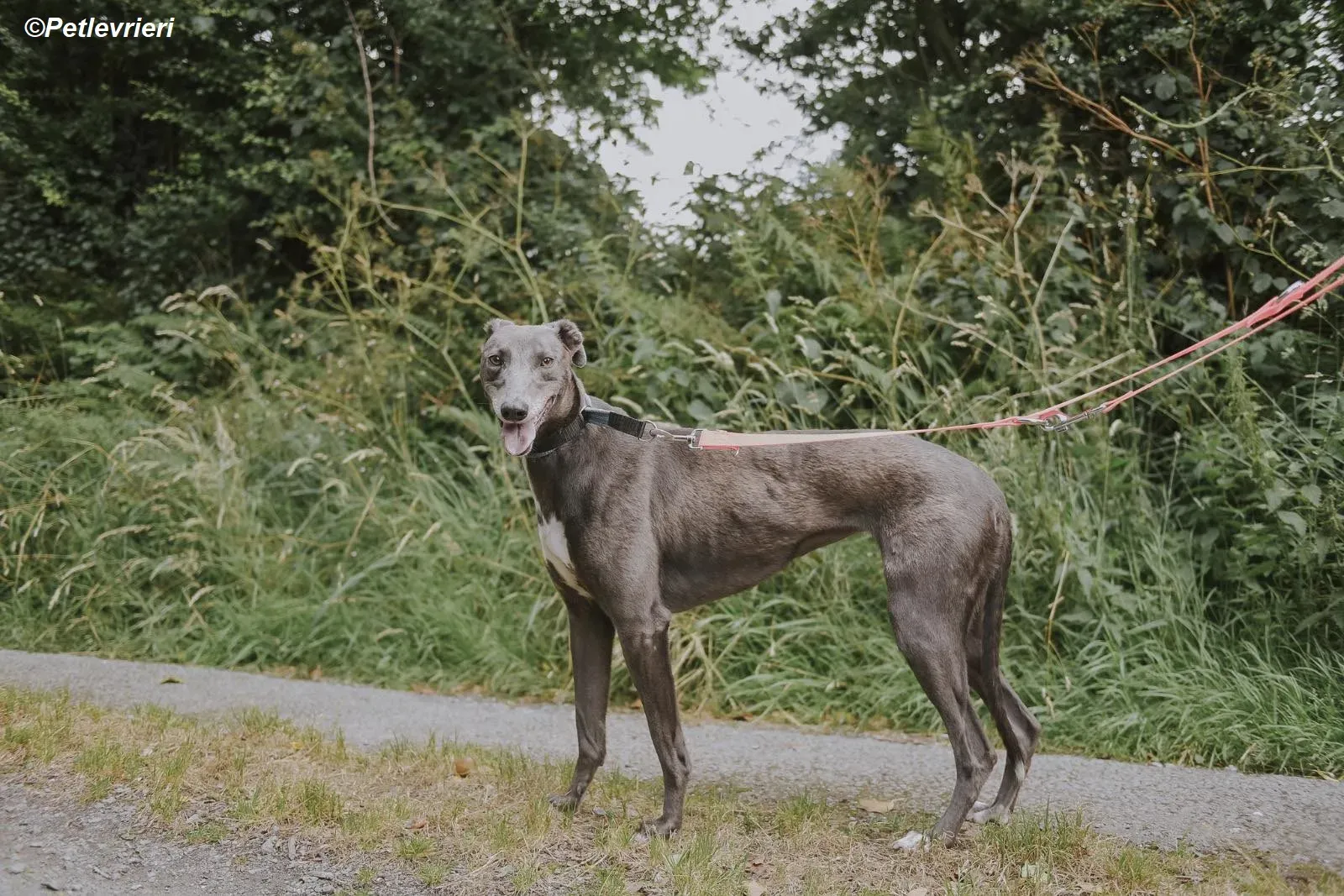 Belle adozione levrieri greyhound 16