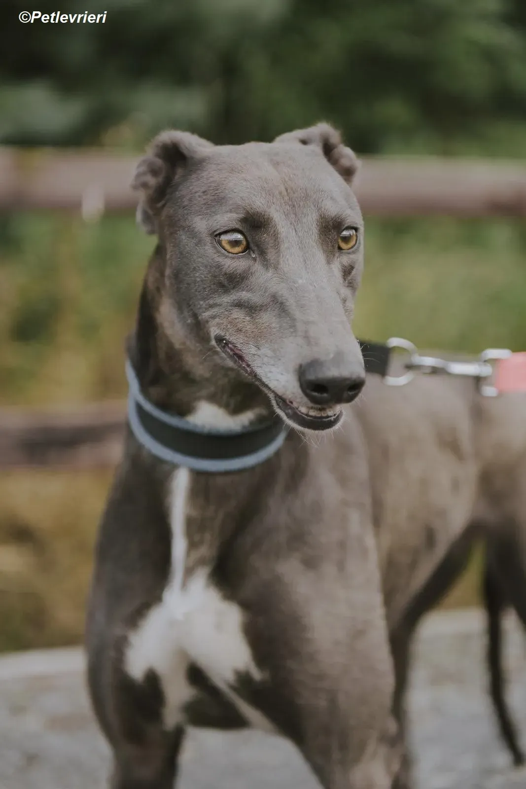 Belle adozione levrieri greyhound 17