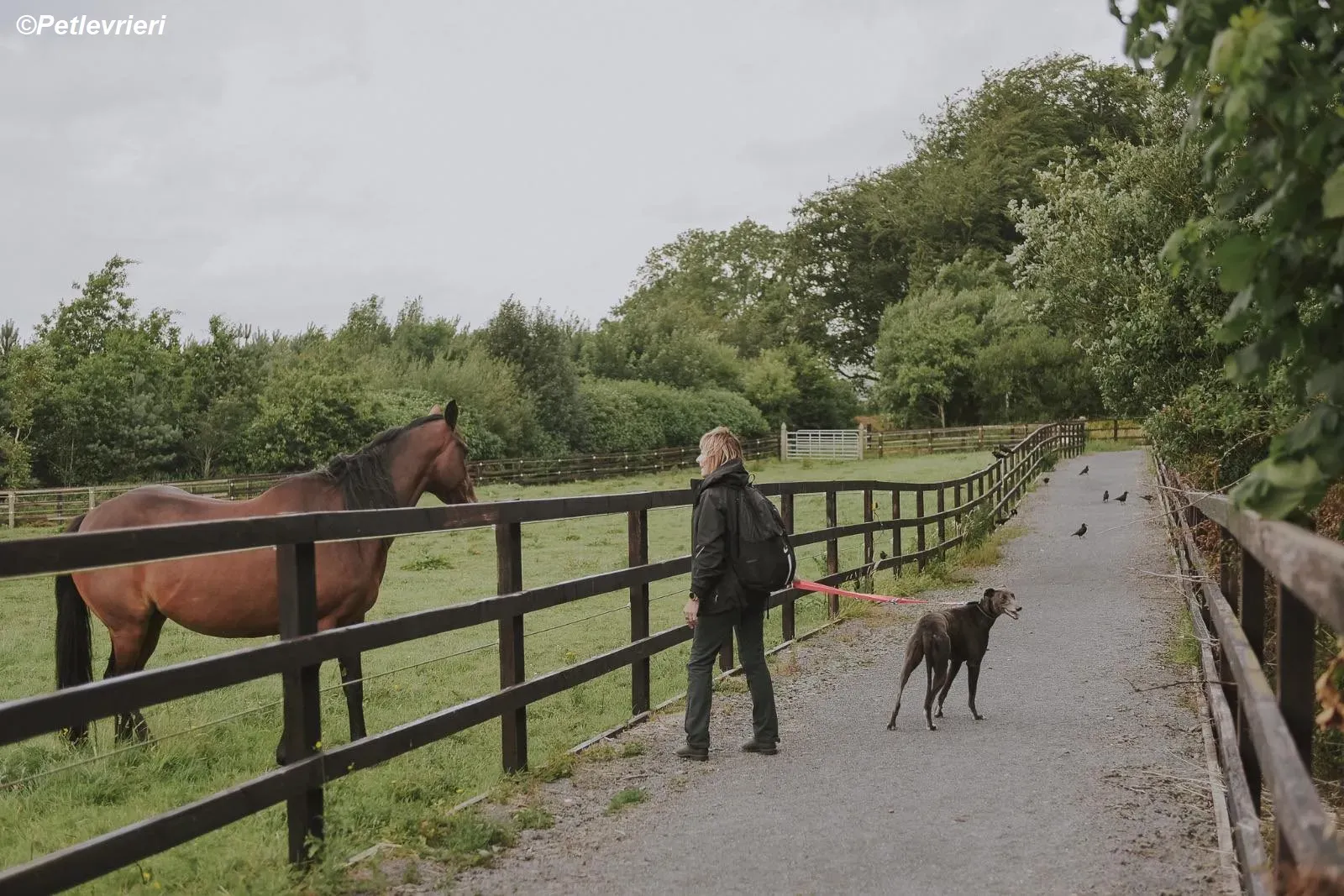 Belle adozione levrieri greyhound 18