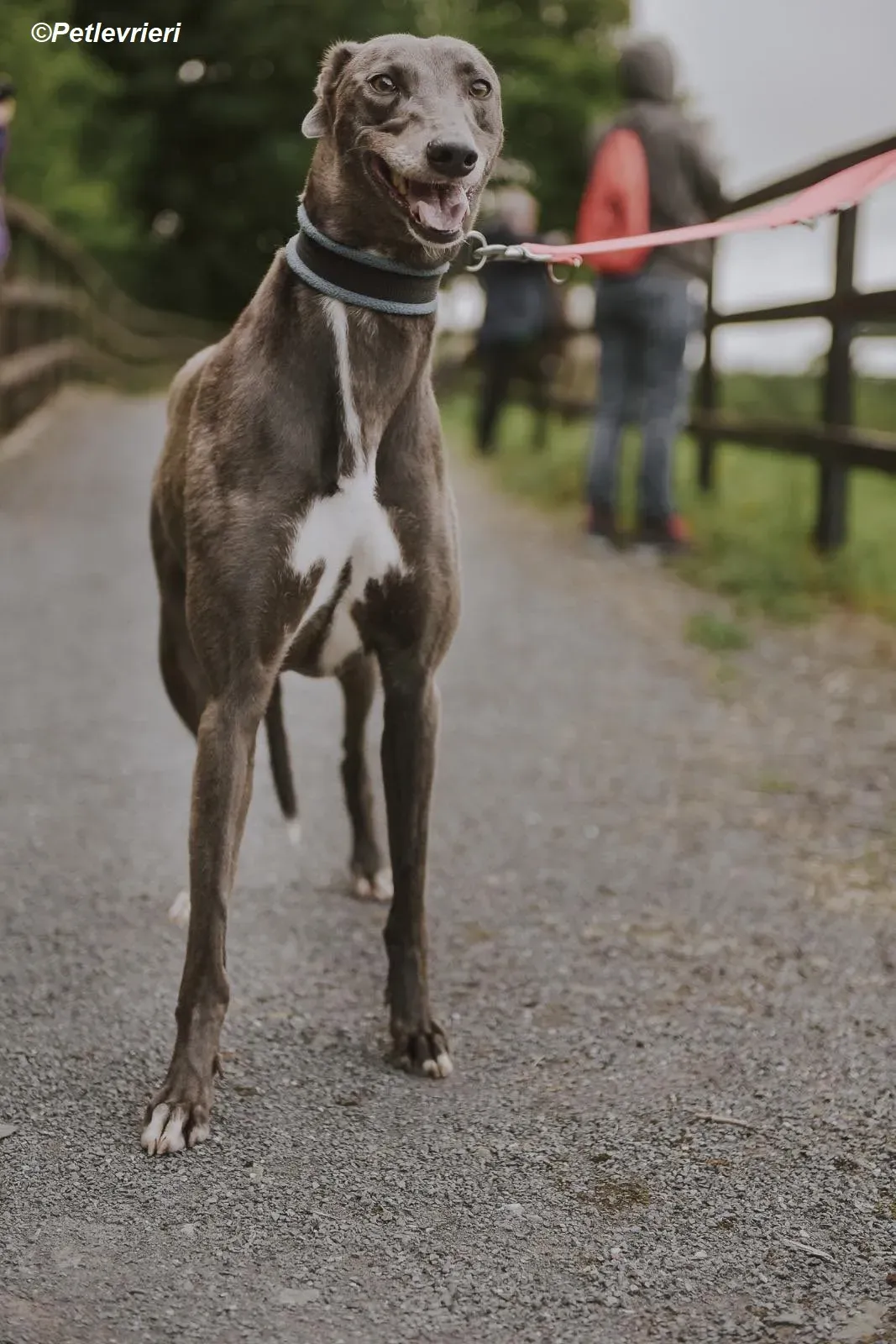 Belle adozione levrieri greyhound 19