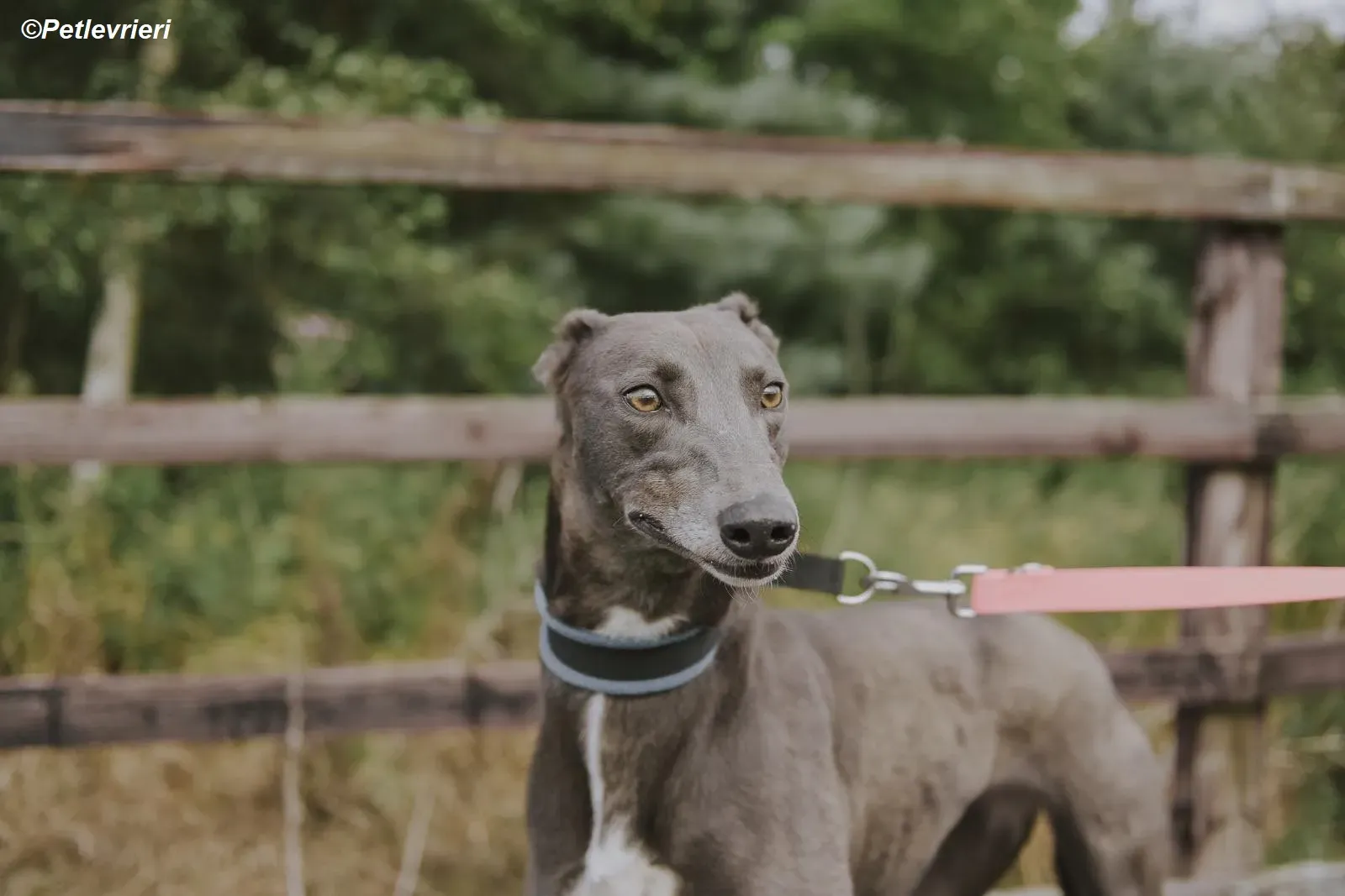 Belle adozione levrieri greyhound 20