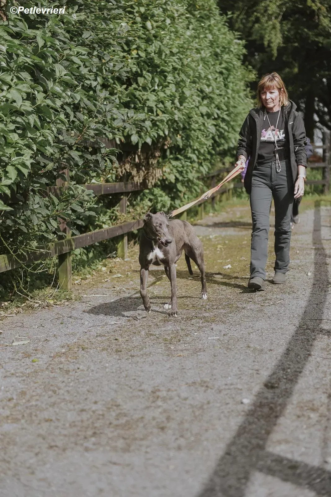 Belle adozione levrieri greyhound 22