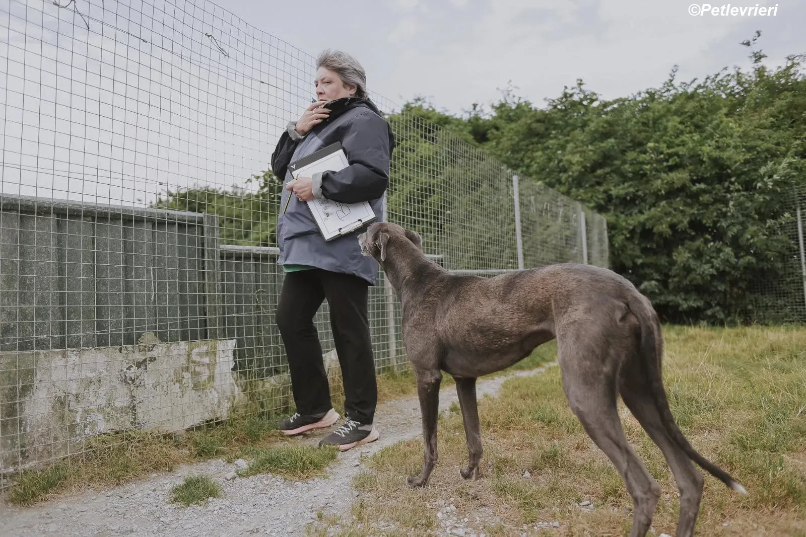 Belle adozione levrieri greyhound 23