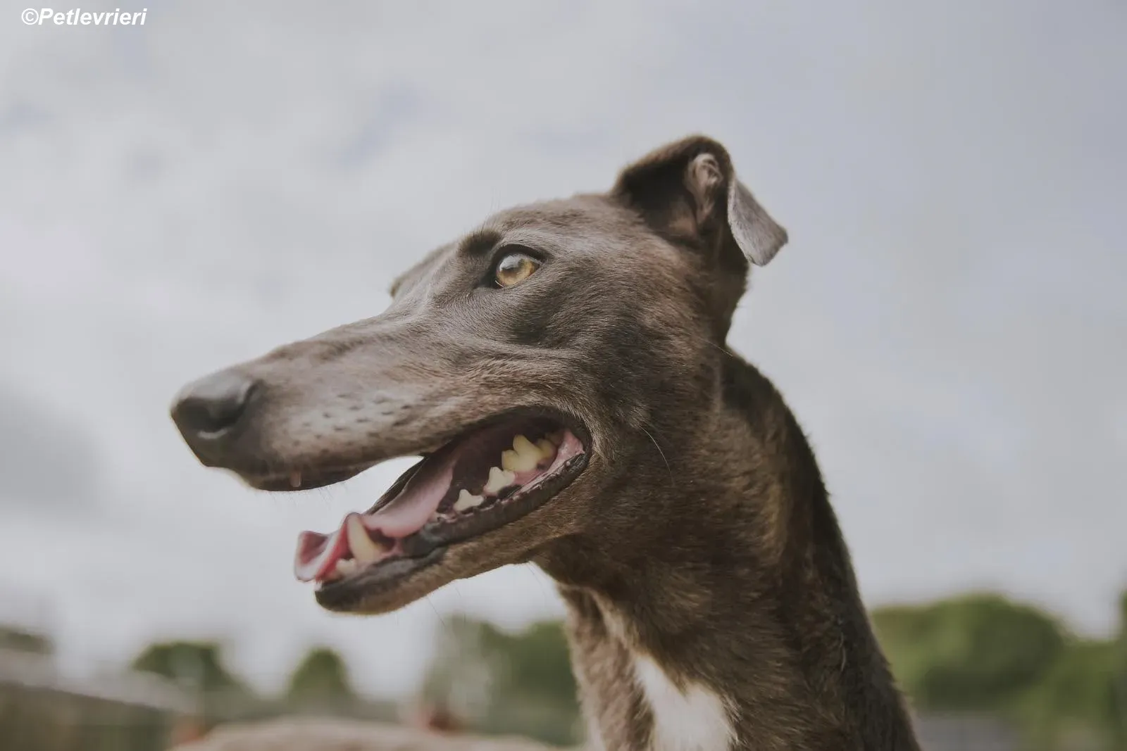 Belle adozione levrieri greyhound 24