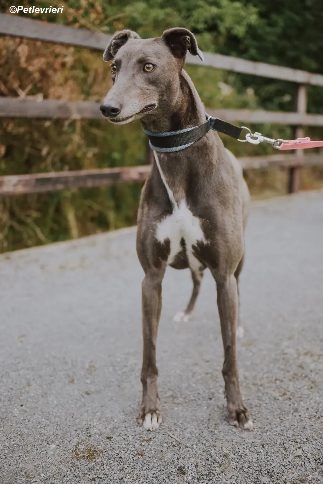 Belle adozione levrieri greyhound 25