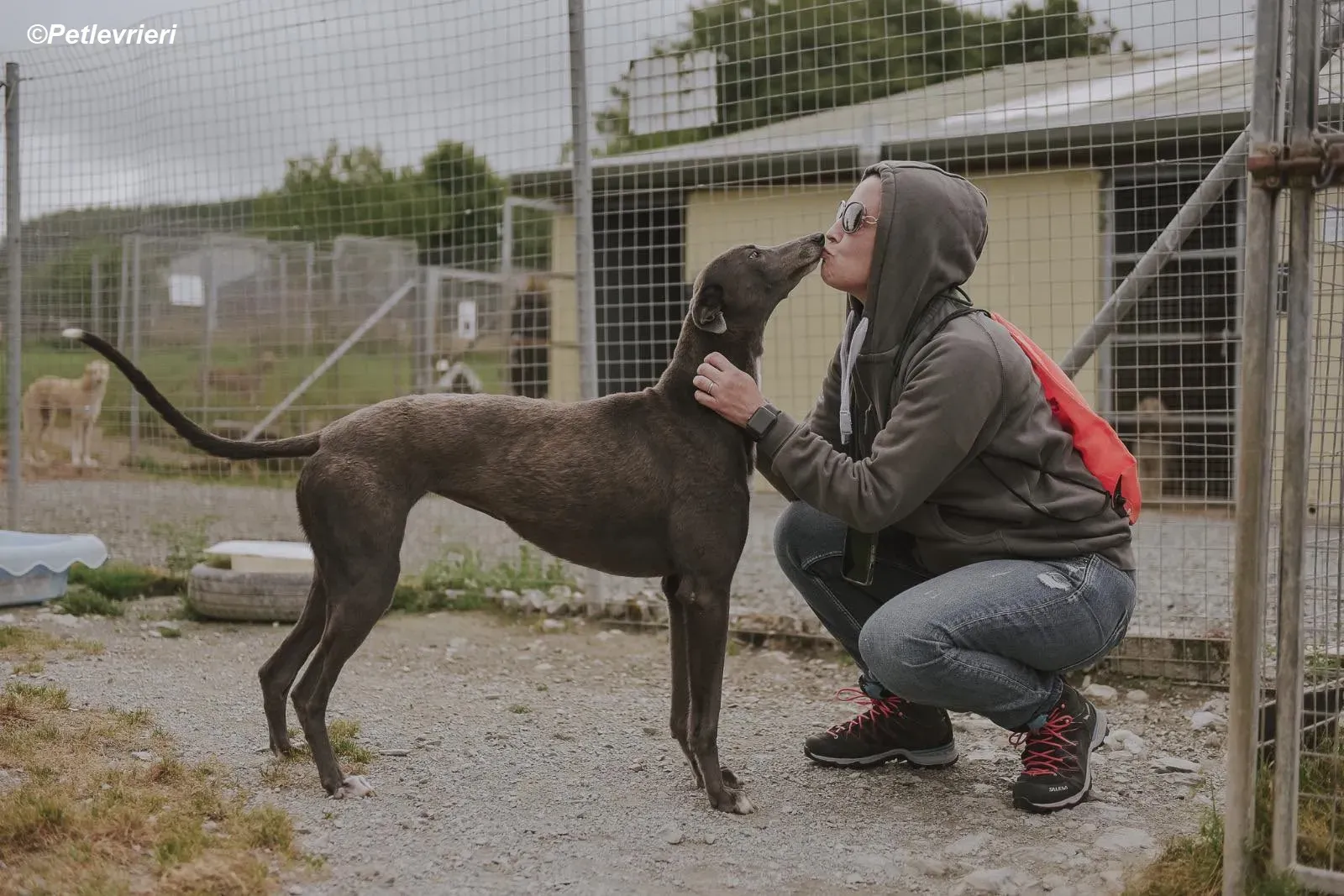 Belle adozione levrieri greyhound 26