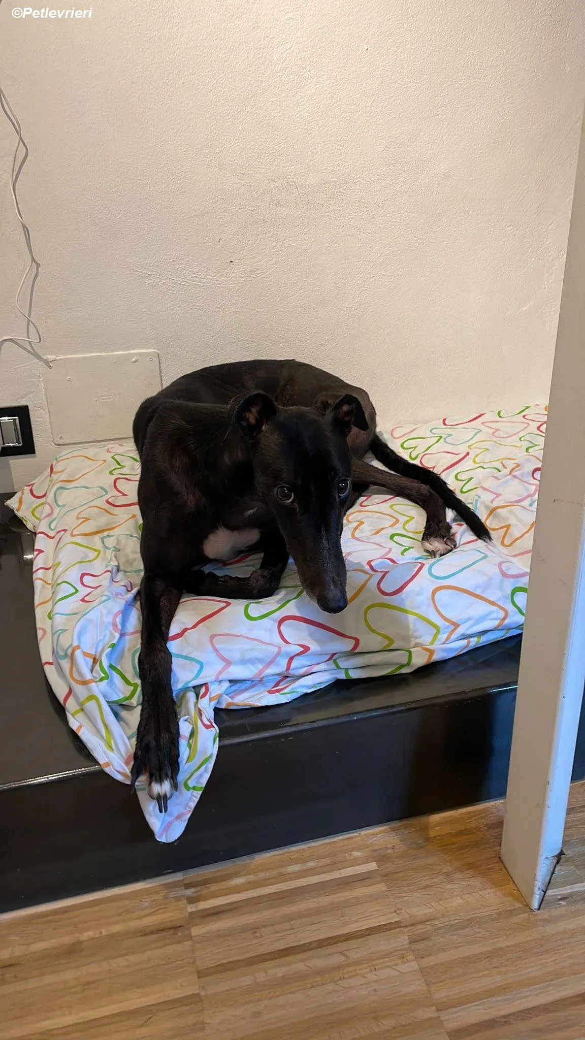 Belle adozione levrieri greyhound 8