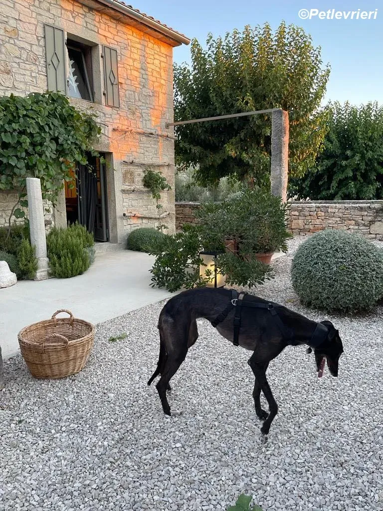 Belle adozione levrieri greyhound 1