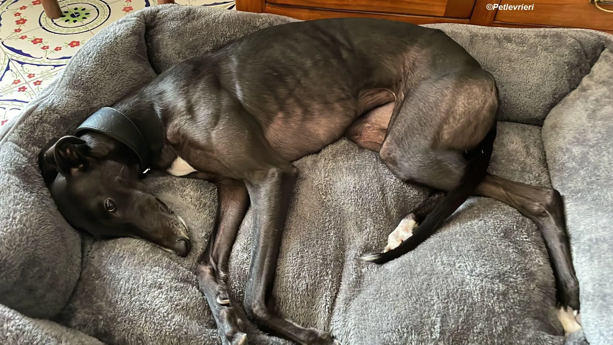 Belle adozione levrieri greyhound 10