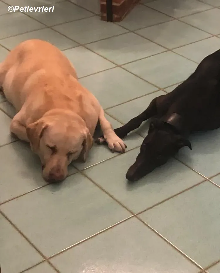 Belle adozione levrieri greyhound 6