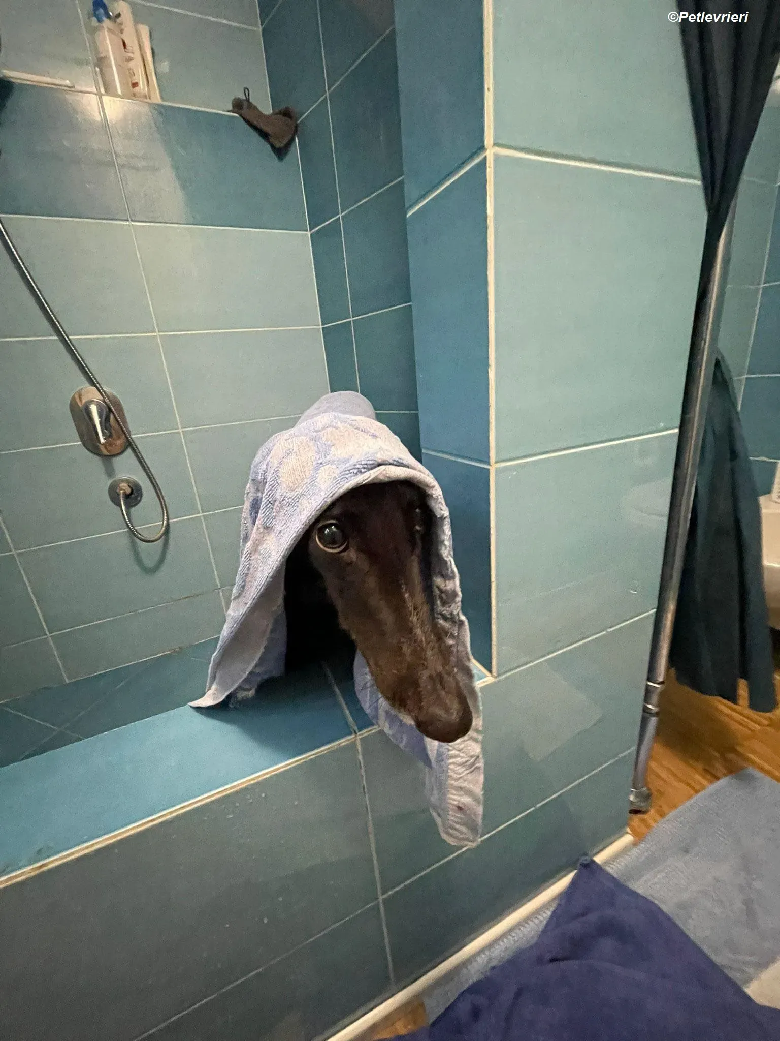 Belle adozione levrieri greyhound 7