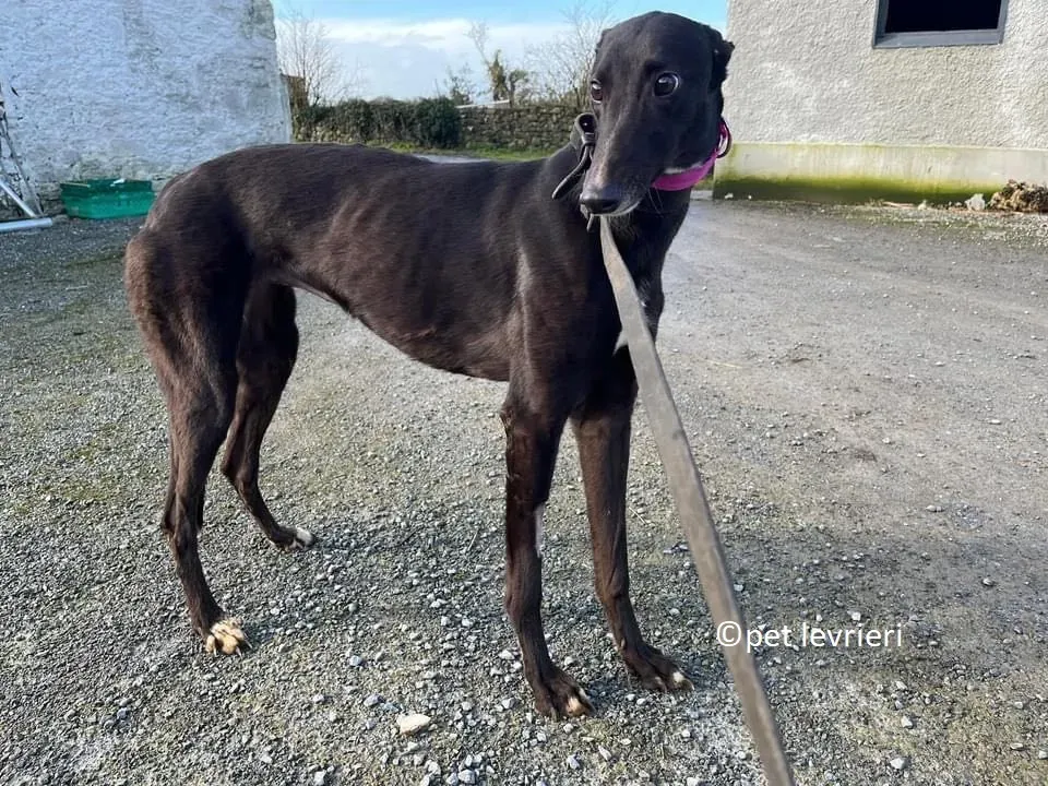 Belle adozione levriero greyhound1