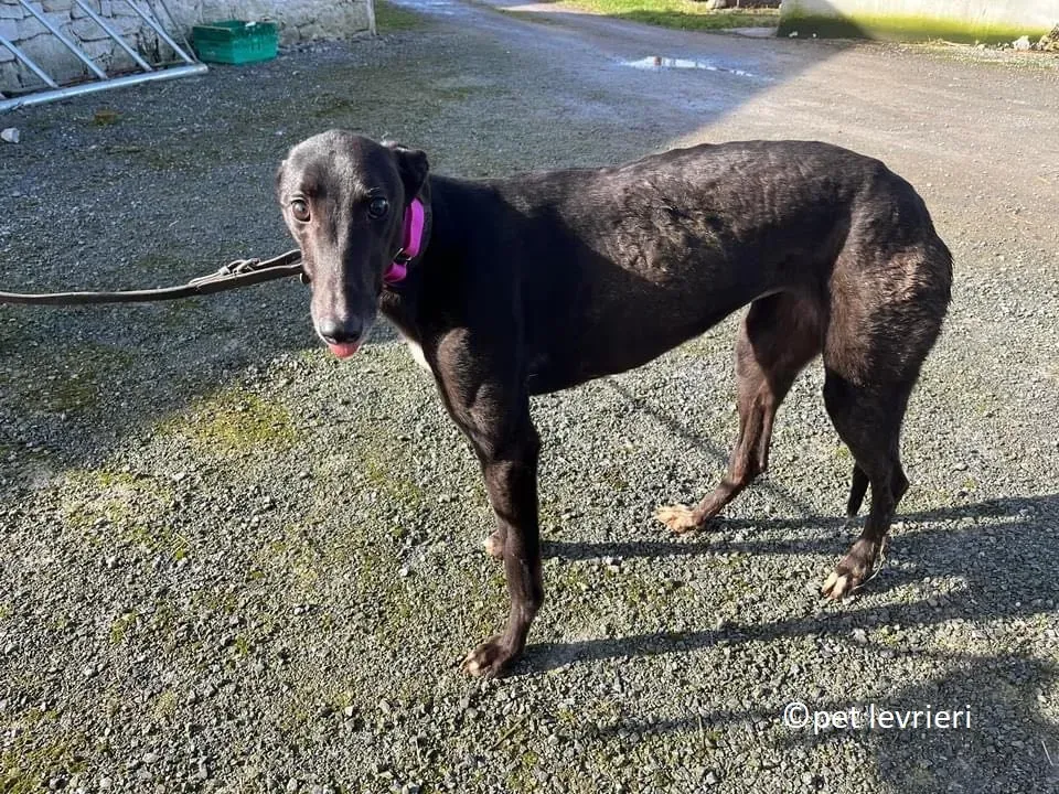 Belle adozione levriero greyhound3