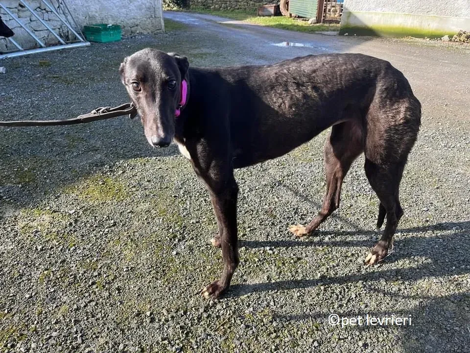Belle adozione levriero greyhound4