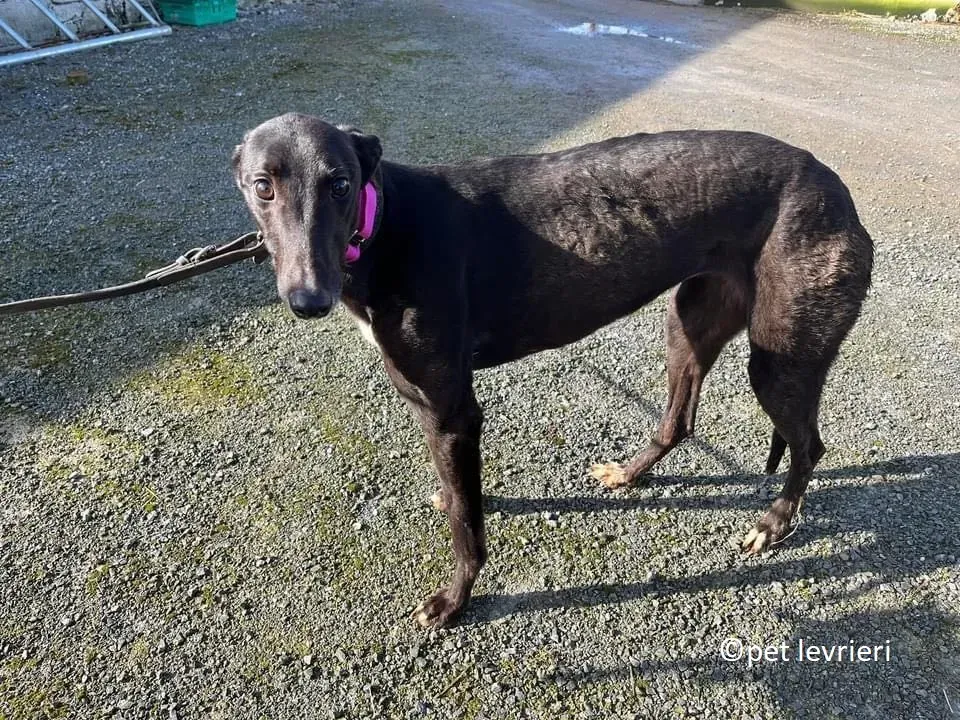 Belle adozione levriero greyhound5