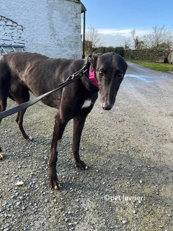 Belle adozione levriero greyhound6