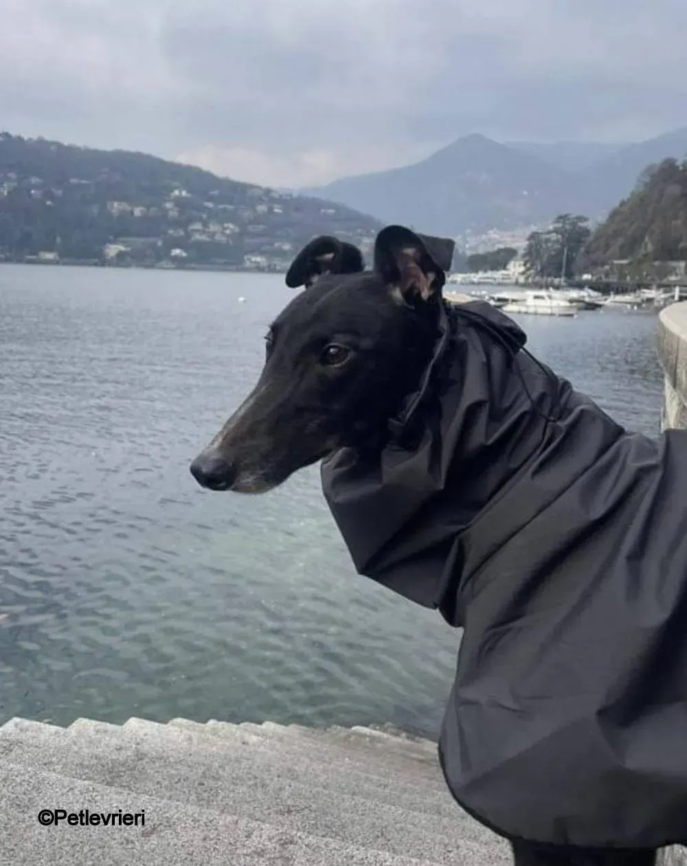 Belle greyhound pet levrieri foster 4