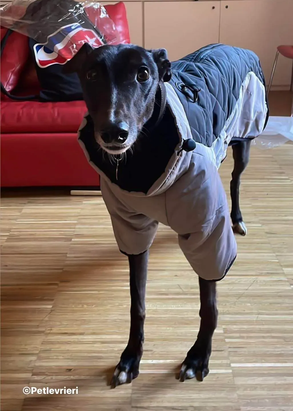 Belle greyhound pet levrieri foster1 2