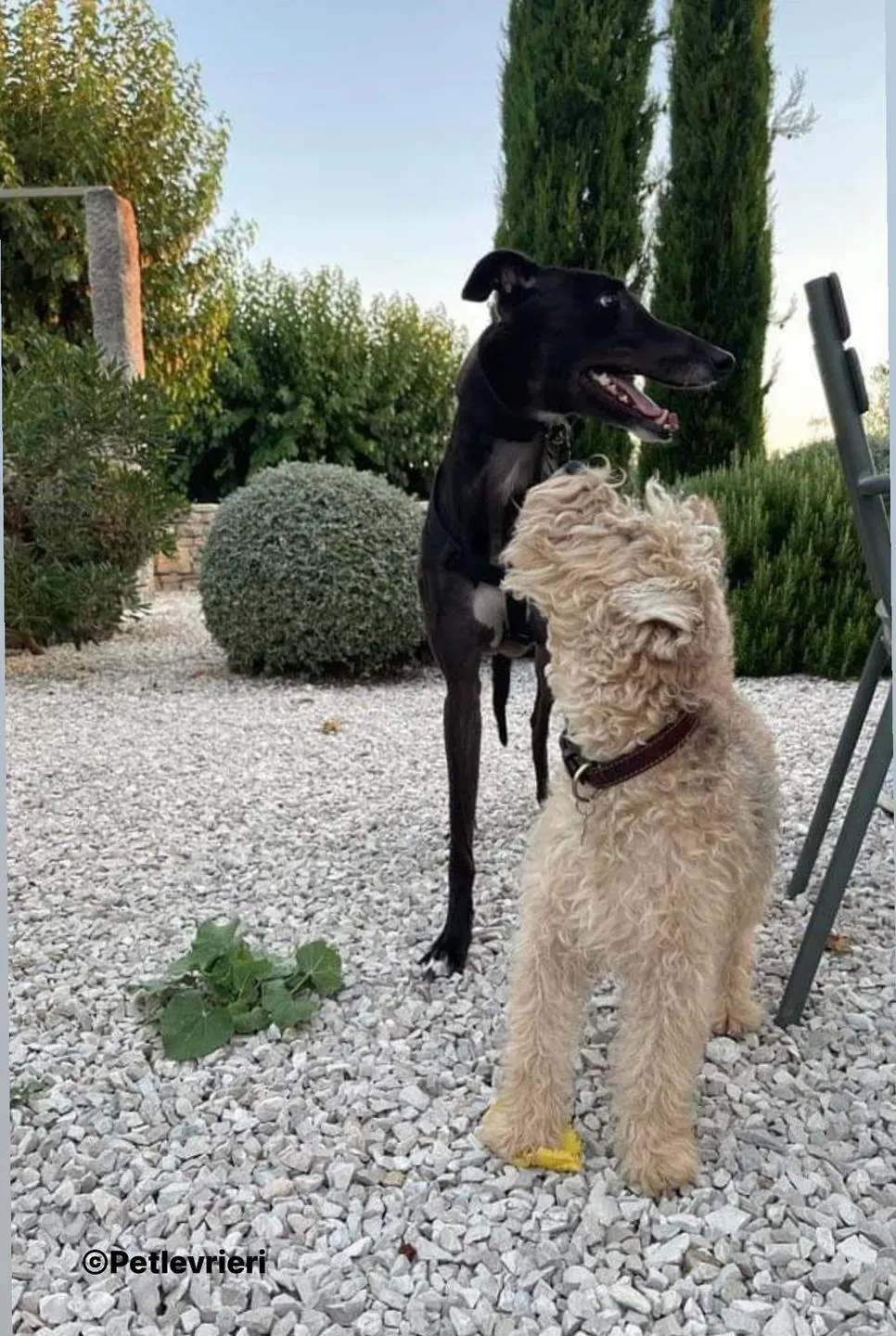 Belle greyhound pet levrieri foster2 3