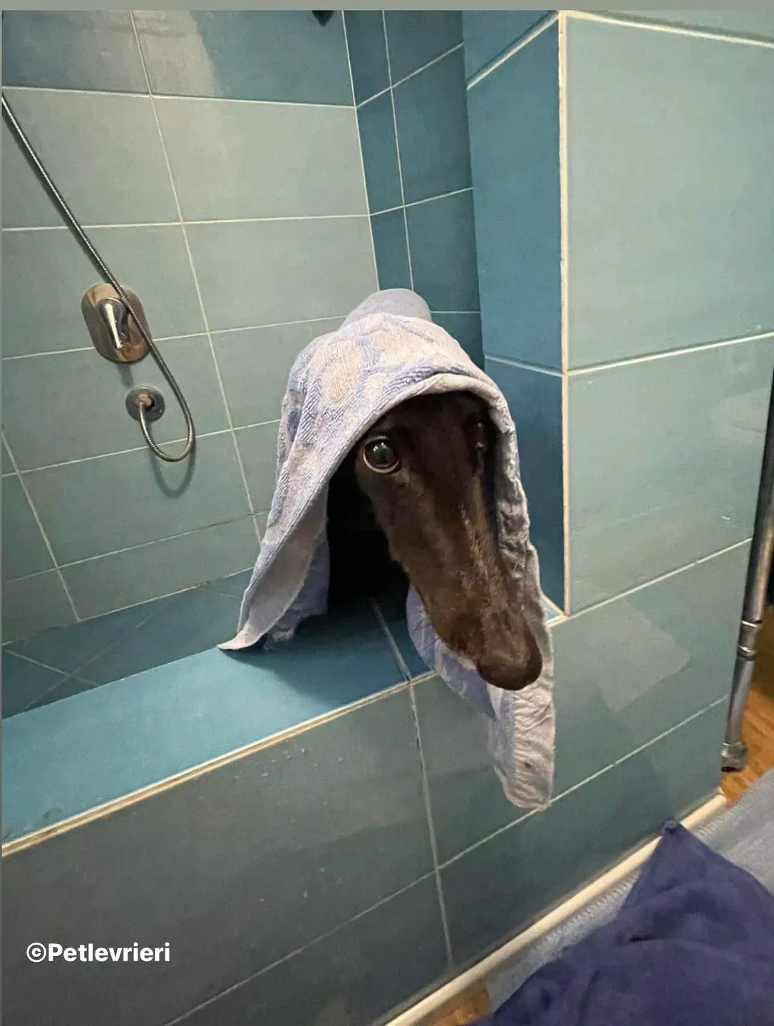 Belle greyhound pet levrieri foster3 2