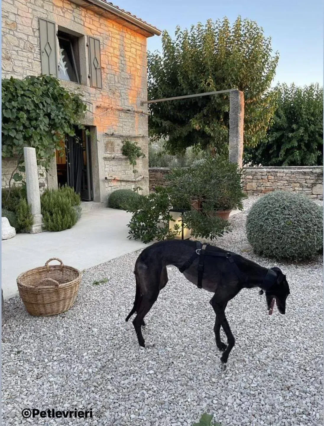 Belle greyhound pet levrieri foster4 2