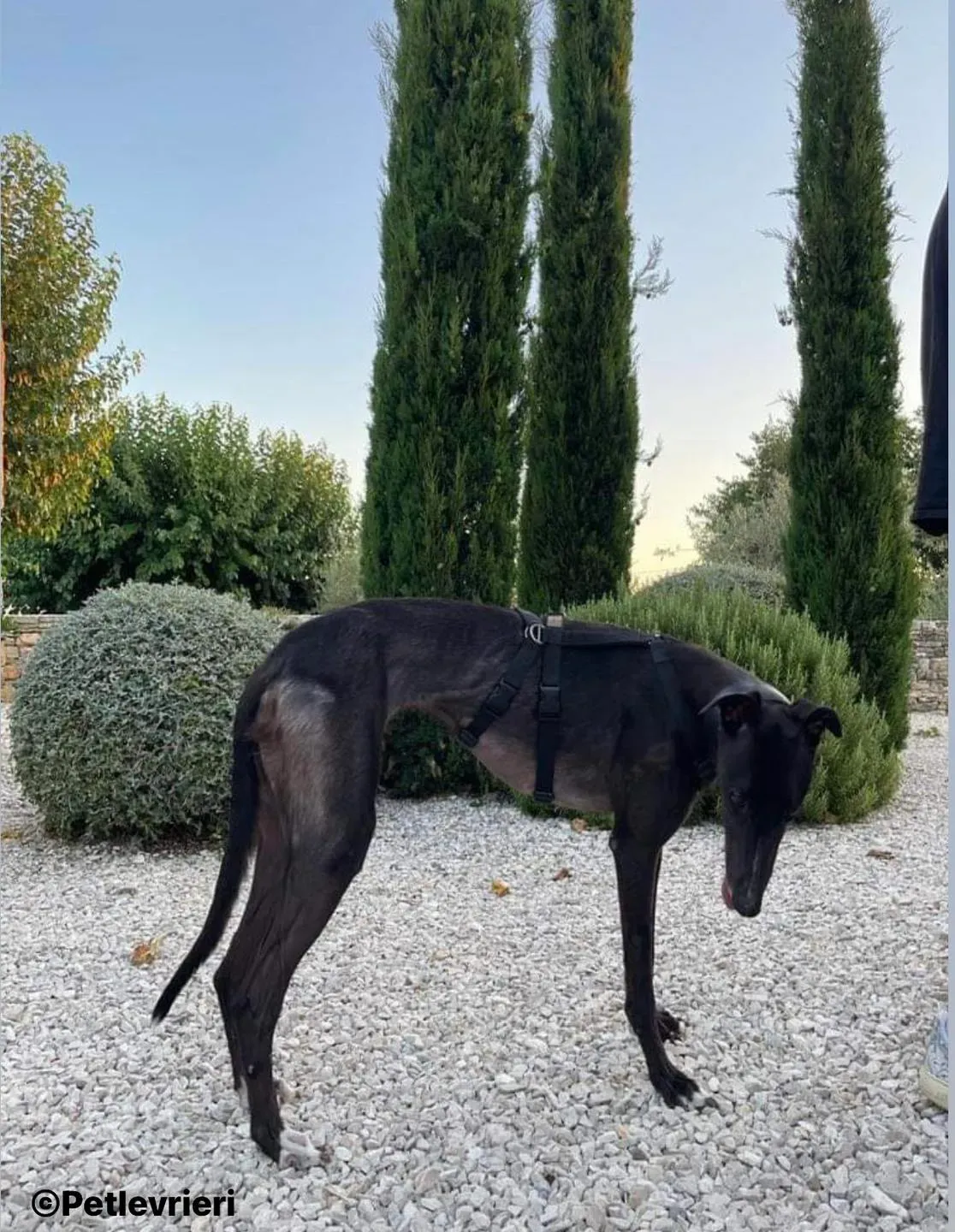 Belle greyhound pet levrieri foster5 2