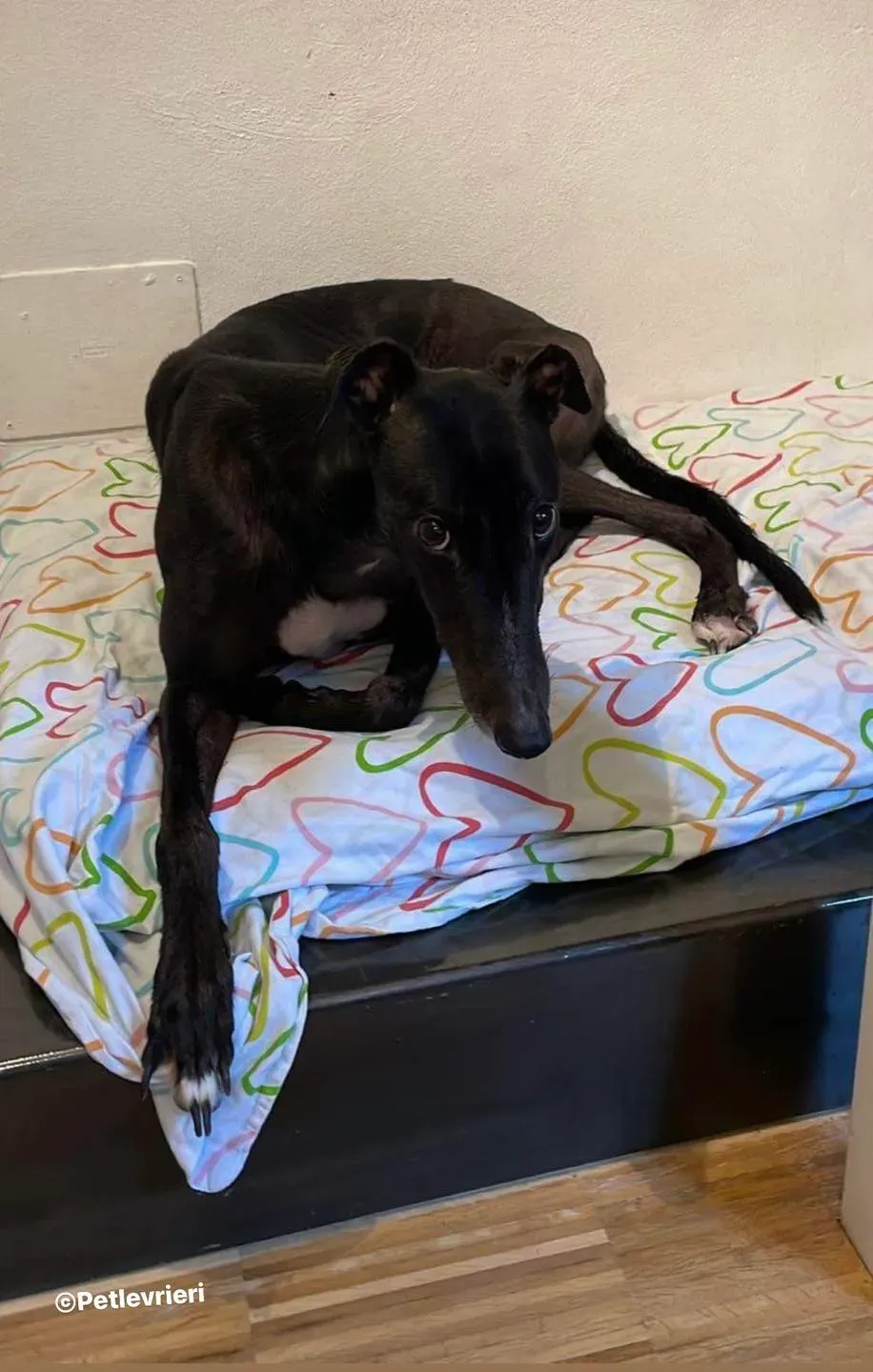 Belle greyhound pet levrieri foster6 2