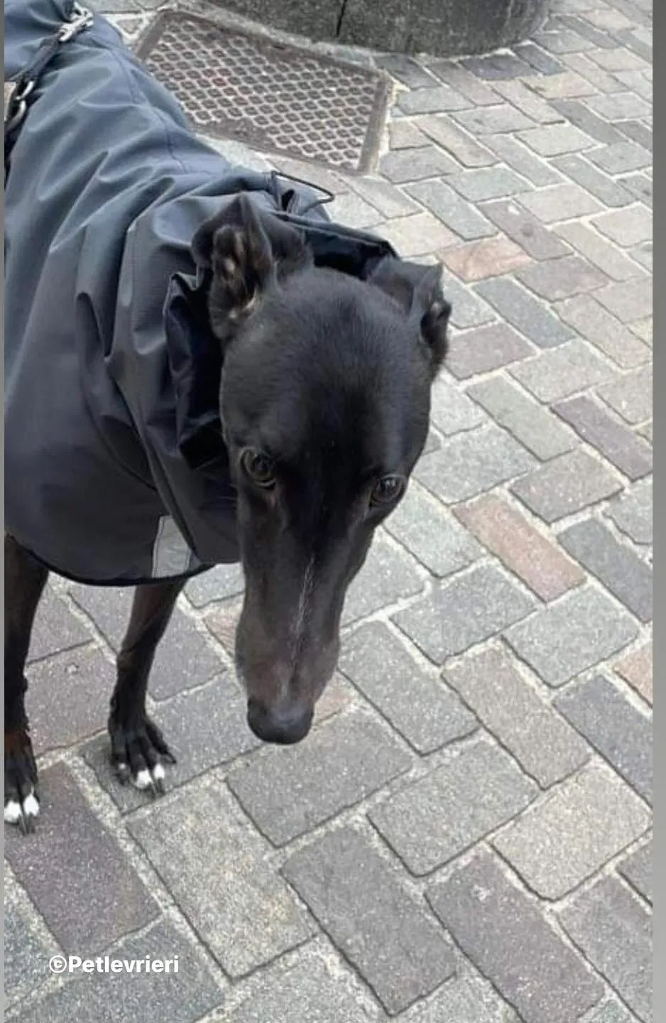 Belle greyhound pet levrieri foster7 2