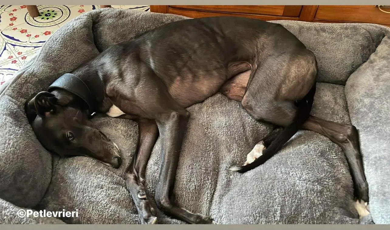 Belle greyhound pet levrieri foster8 2