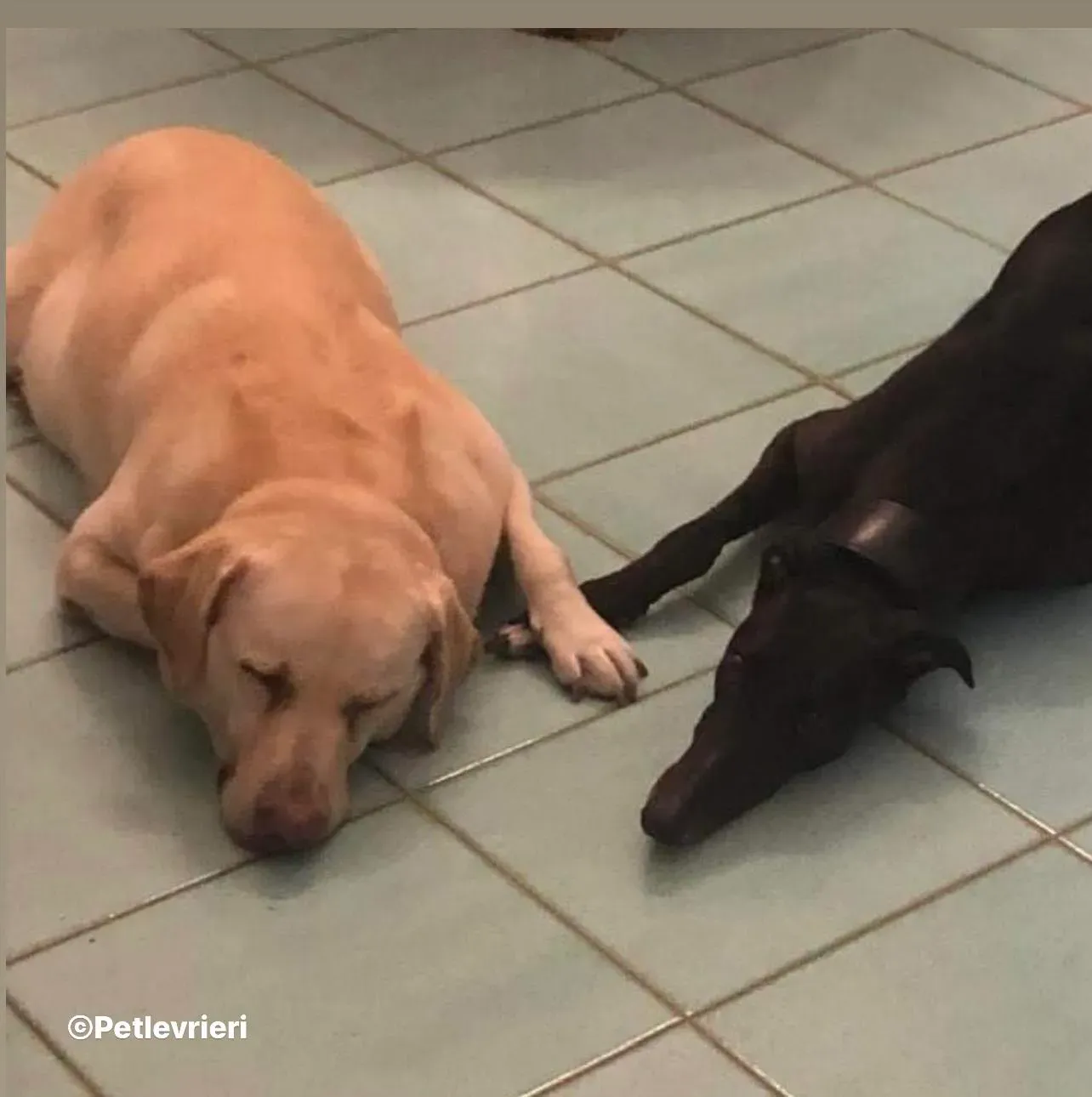 Belle greyhound pet levrieri foster9 1