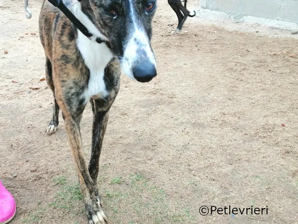 Belleza adozione levrieri galgo 02 1