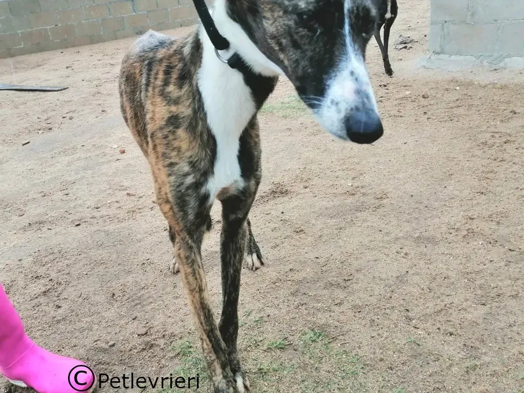 Belleza adozione levrieri galgo 02
