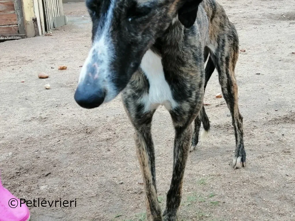 Belleza adozione levrieri galgo 03