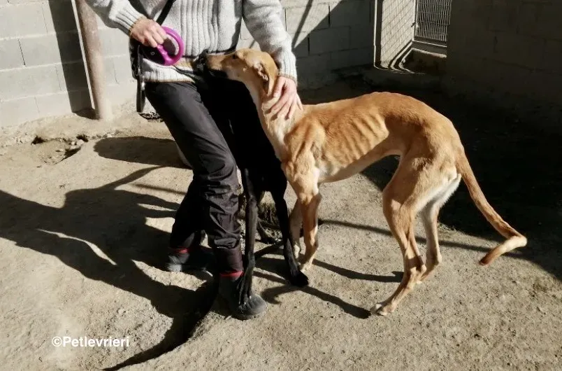 Bellino adozione levrieri galgo 01