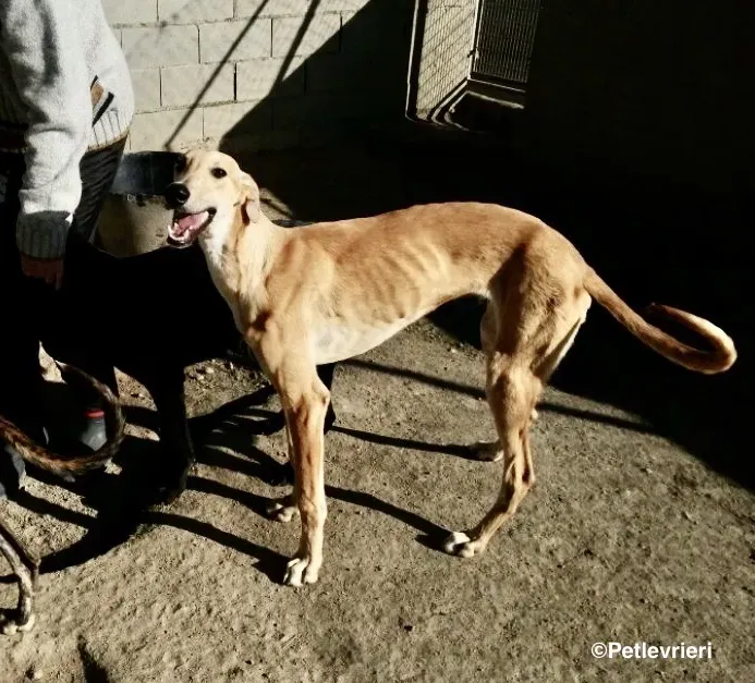 Bellino adozione levrieri galgo 02