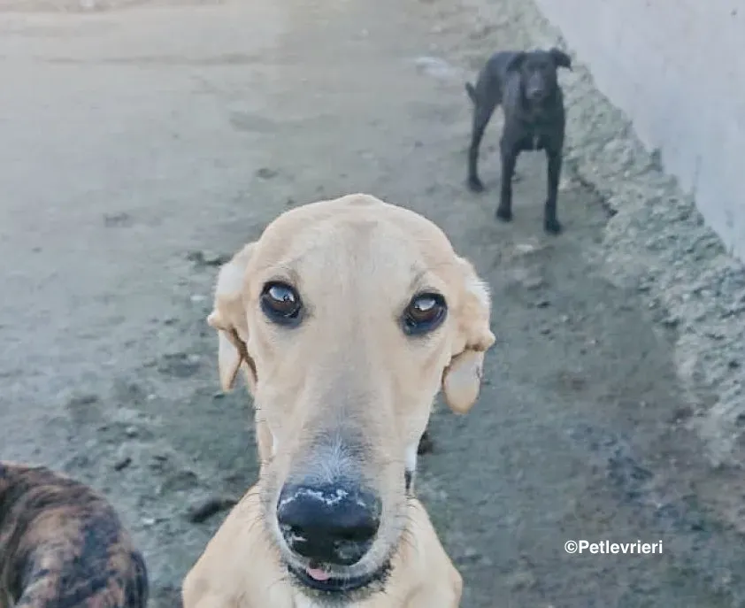 Bellino adozione levrieri galgo 03