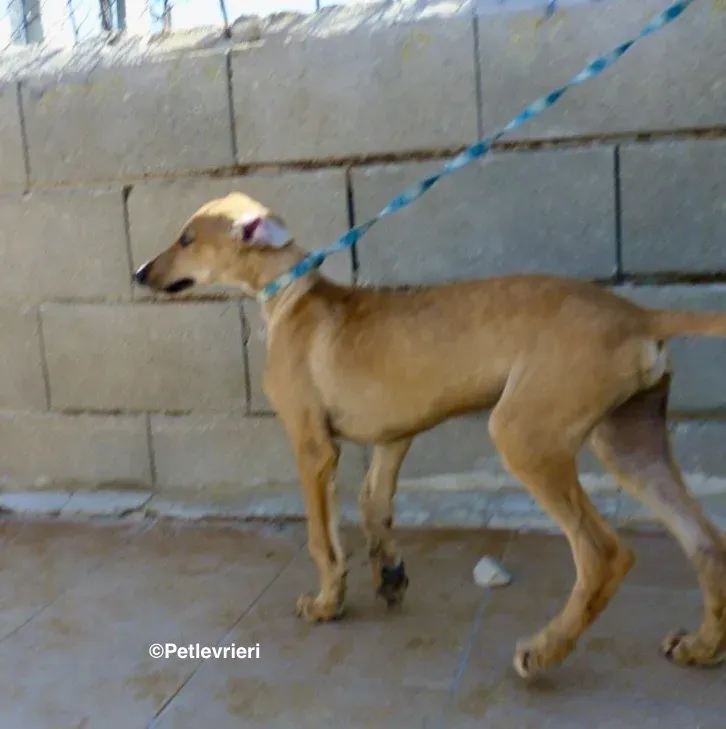 Bellino adozione levrieri galgo 04