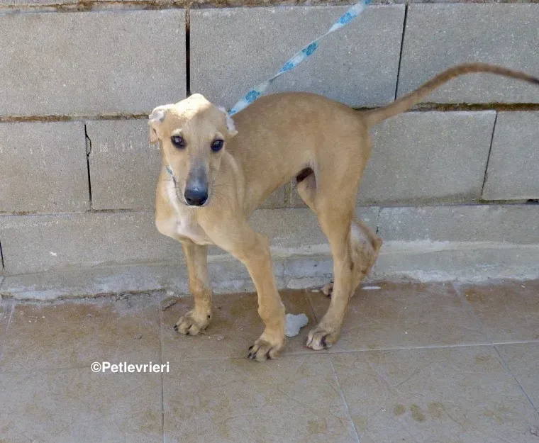 Bellino adozione levrieri galgo 05