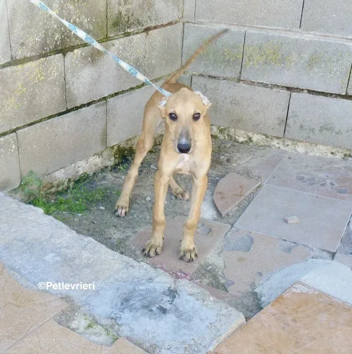 Bellino adozione levrieri galgo 06